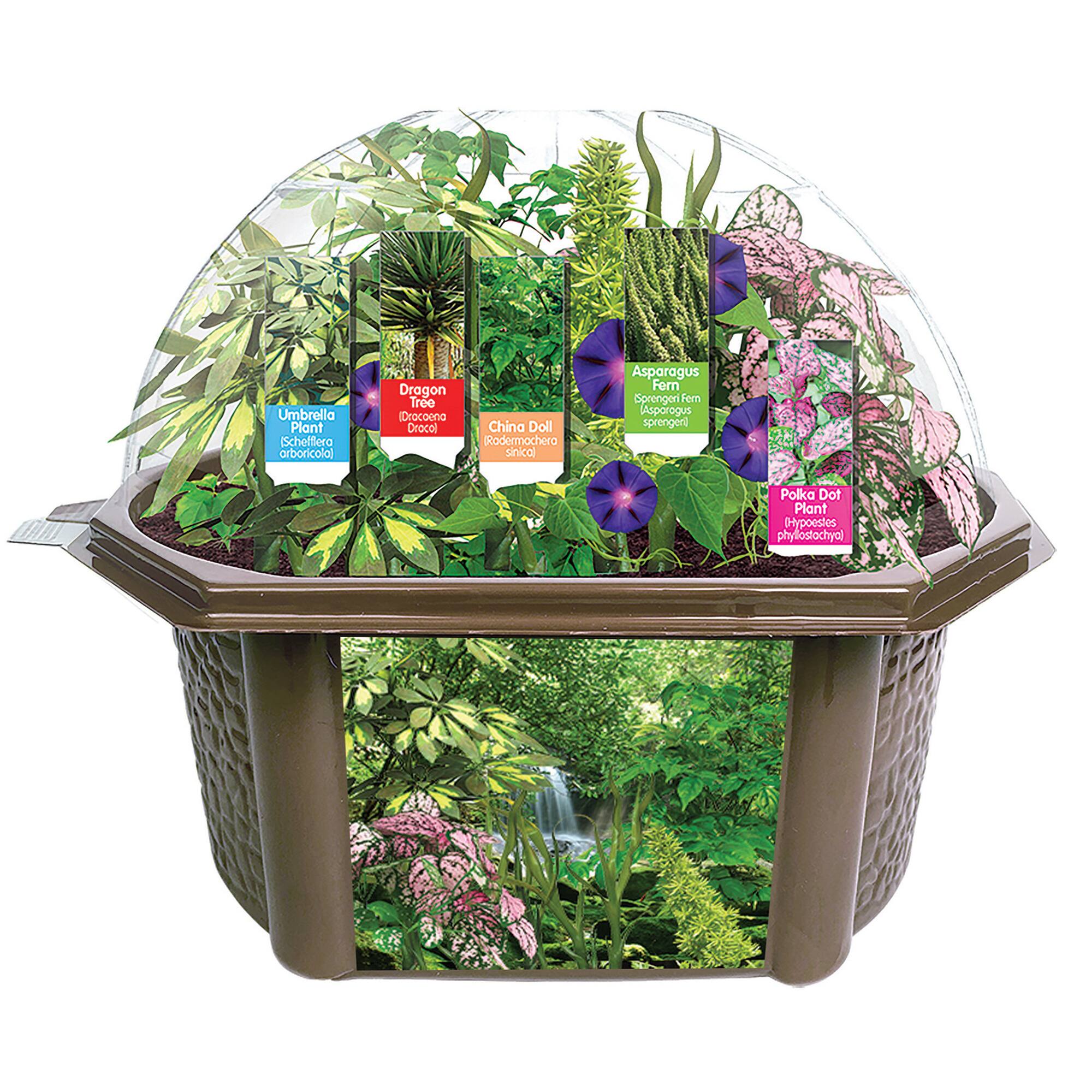 Fernroot Rainforest Biosphere Set